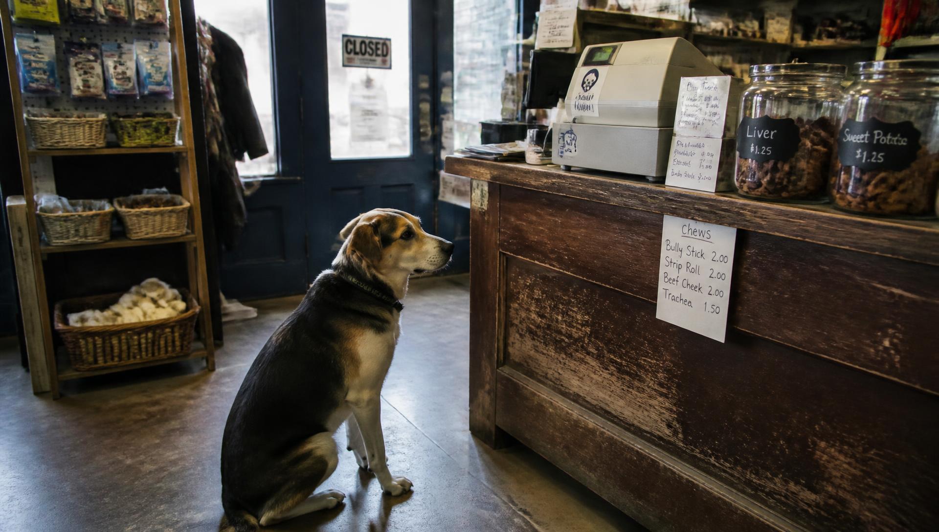 A dog waiting at the counter of a small independent pet shop